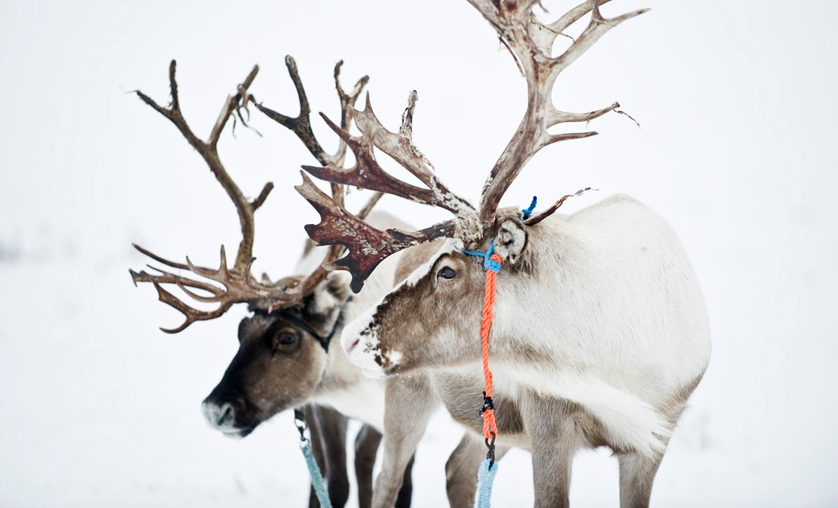 Welcome to Finnmark - De Historiske