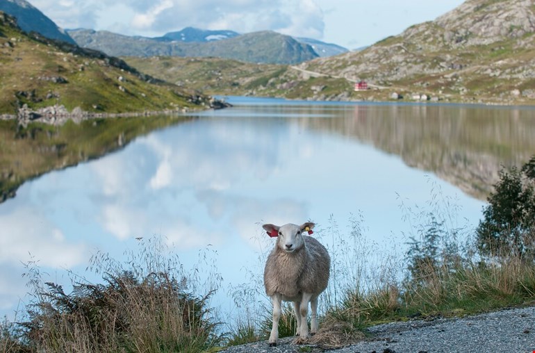 Norwegian Scenic Routes
