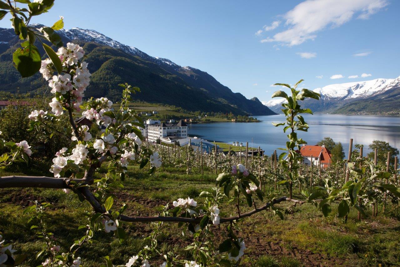 Цветы норвегии. Фьорд Хардангер Норвегия. Фьорды Норвегия Весна. Хардангер-Фьорд сады. Норвегия фьорды весной.